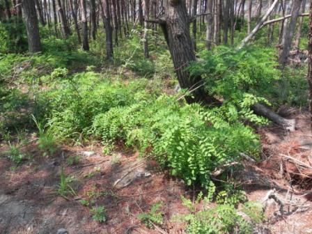 写真・図版 : 被災した海岸林の林床に繁茂するニセアカシア＝2011年７月、宮城県岩沼市