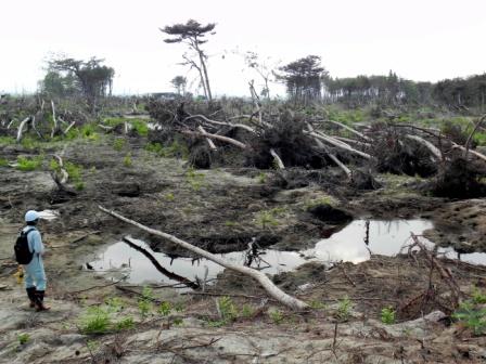 写真・図版 : マツが倒れたり流れたりした海岸林＝2011年7月、仙台市宮城野区