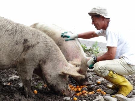写真・図版 : 畑で傷んで出荷できなかったビワを食べる豚たち。この季節の肉は、糖度が上がるという