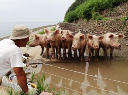 写真・図版 : 氏本さんが放牧地に近づくと、豚が一目散に突進してきた