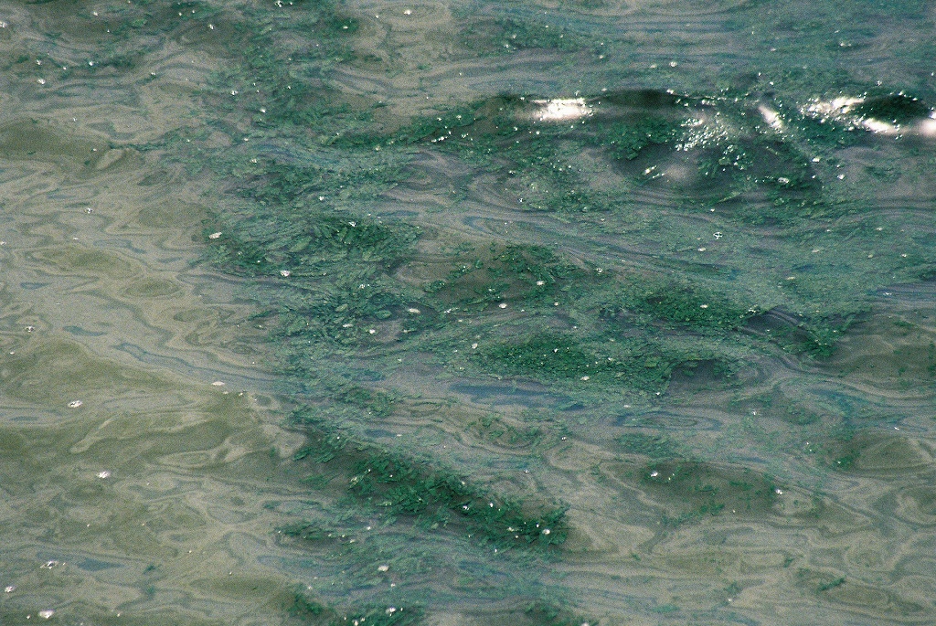 写真・図版 : 諫早湾干拓調整池の「集積域」のアオコ。しかし、ここを測定すれば濃度は高くなるに決まっている＝撮影・筆者