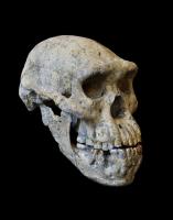 写真・図版 : 最も完全な原人の頭骨化石「Skull-5」「サイエンス」誌提供。