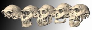 写真・図版 : コンピュータで再構成されたドマニシの原人「５人きょうだい」。一番右が今回発見さいれたSkull-5＝スイス・チューリッヒの人類学研究所・博物館P.E.Zollikoferによる。「サイエンス」誌提供。