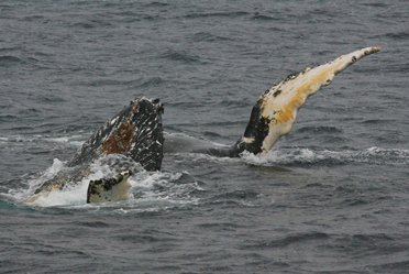写真・図版 : 海面に現れたザトウクジラ。頭を水面から上に出すスパイホップや胸びれで水面をたたくフリッパリングを繰り返した＝２００８年３月、南極半島付近、小林浩幸撮影