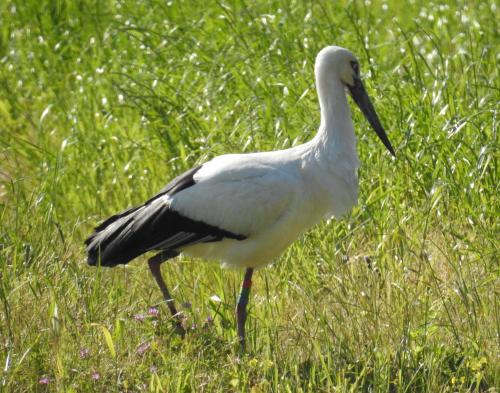 野生に戻れ、コウノトリ
