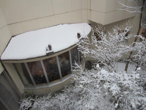 写真・図版 : 今年、山陰の雪は少なかった。薄化粧をした野の花診療所の中庭
