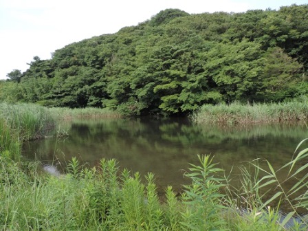 緑地エリアの中央にある池と背後の山