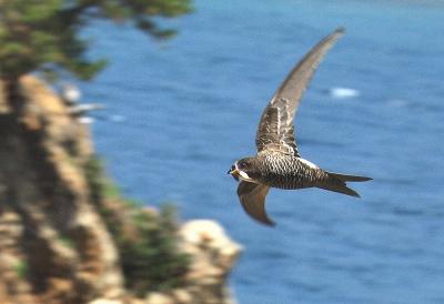 写真・図版 : 巣材を運ぶアマツバメ＝和歌山県、入江正己さん撮影 