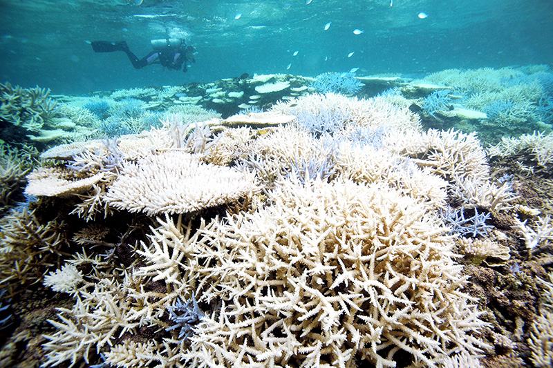 高水温の影響で白化現象が広がる沖縄のサンゴ