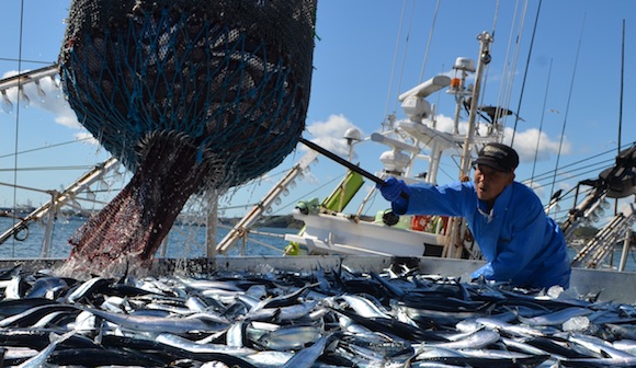 日本の漁獲量管理は不十分？