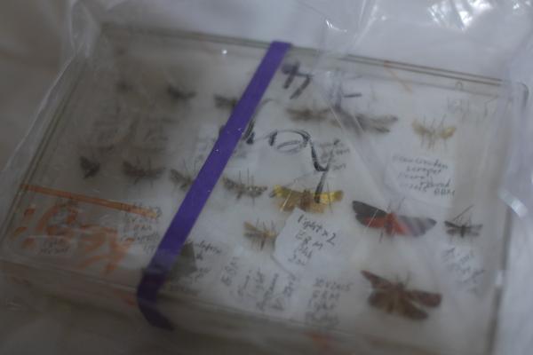 西田さんの研究対象である蛾の標本