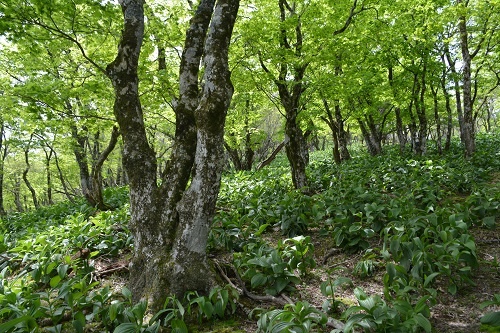 写真・図版 : 新緑の美しいオオイタヤメイゲツ群落。幸いここに枯死木は見られないが、林床には有毒でシカが食べないバイケイソウばかりが目立つ