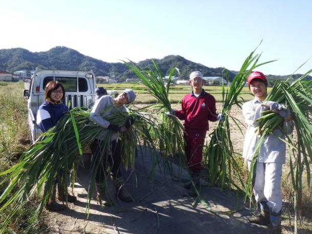 大学COCプラス事業で、特産食材の収穫作業を学ぶ鳥取大学の学生たち＝鳥取大学HPより