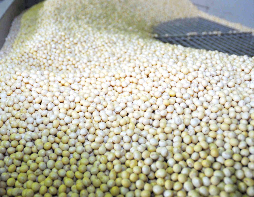 写真・図版 : 乾燥施設内で保管される国産大豆
