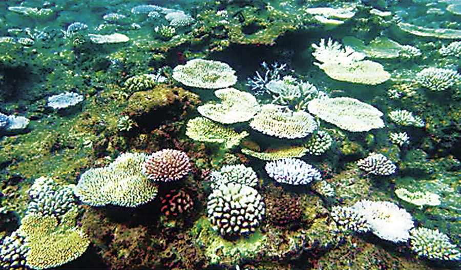 写真・図版 : 白化した石西珊瑚のサンゴ＝2016年８月、環境省提供