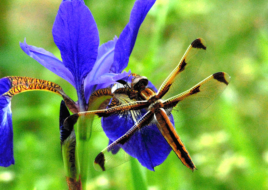 写真・図版 : アヤメの花で羽を休めるベッコウトンボ