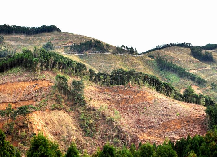 写真・図版 : 九州南部には100ヘクタールを超える皆伐地帯がいくつもある。一部で斜面崩壊を起こしているところも見受けられる
