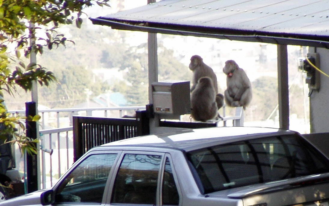 写真・図版 : 住宅街の車庫でくつろぐサルたち＝2004年、小田原市、清水弟撮影