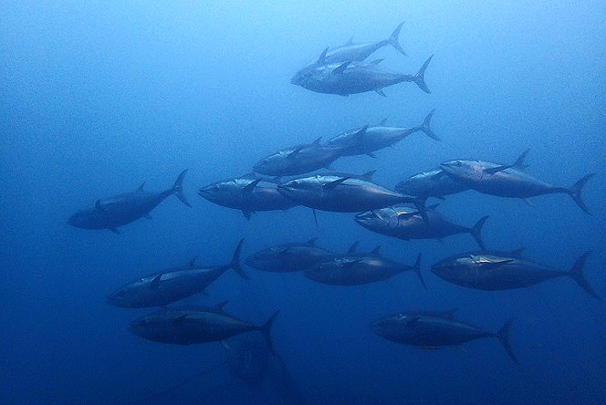 水産庁マグロ規制の漁獲枠配分に問題あり