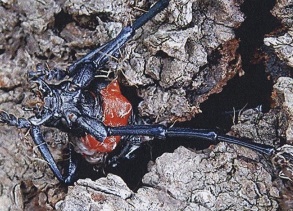 写真・図版 : サクラの幹から外へ出ようとしているクビアカツヤカミキリの成虫
