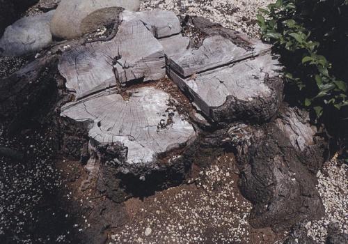 写真・図版 : 国内で初めてクビアカの被害が見つかったサクラの木。早期に伐倒処理され、切り株だけが残っていた