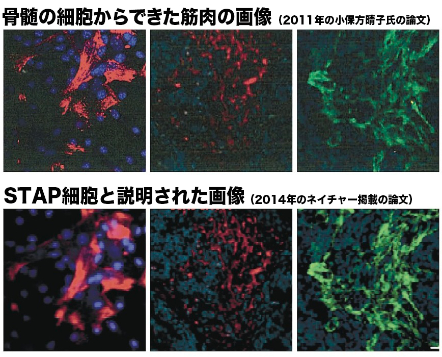写真・図版 : ＳＴＡＰ細胞では、小保方晴子氏の博士論文の画像（上段）と、ネイチャー掲載の画像（下段）の酷似が指摘された