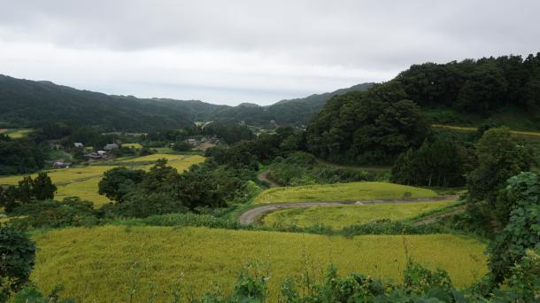 写真・図版 : 斜面に棚田が広がる徳合地区。奥には日本海を望む＝9月、新潟県糸魚川市。写真と本文は直接関係がありません