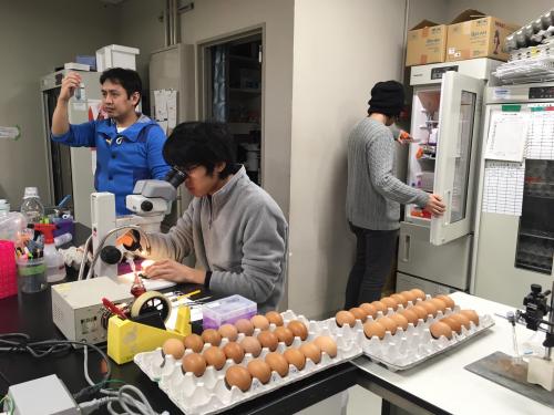 写真・図版 : 京都大学の高橋研究室の様子。ニワトリの卵を顕微鏡を見ながら遺伝子操作しているところ＝筆者撮影