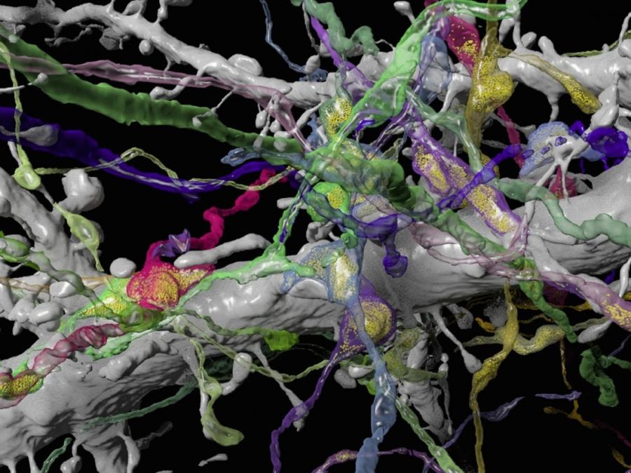 写真・図版 : コネクトミクスによって正確に再現された３次元の神経細胞ネットワーク