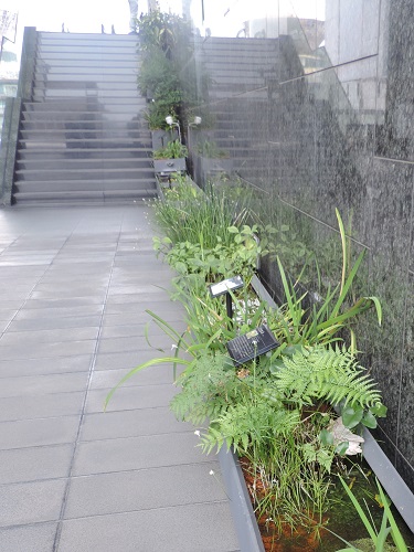 写真・図版 : 京都駅ビルの「緑水歩廊」。生物多様性の保全にも効果がある