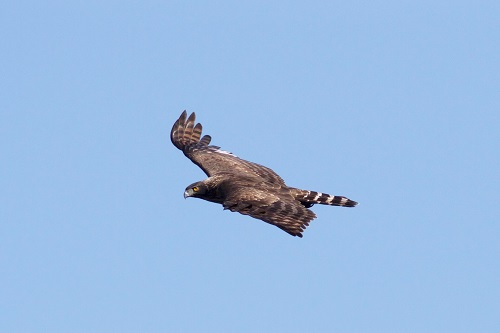 写真・図版 : 青空を翔けるクマタカ。最近は人工林での営巣例もある＝井上剛彦さん提供