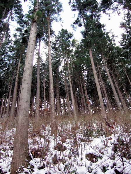 巨額の債務が隠されている林業界