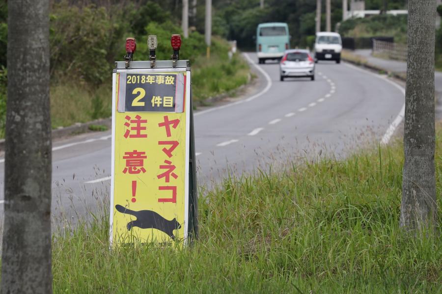 写真・図版 : イリオモテヤマネコに注意を促す看板が各地に設置されている。今年２件目の事故があった＝４月26日、沖縄県竹富町の西表島、小宮路勝撮影