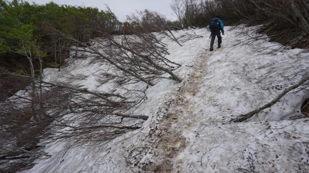 写真・図版 : 雪渓が広がる新潟県松平山の登山道(8合目付近)=2018年5月13日
