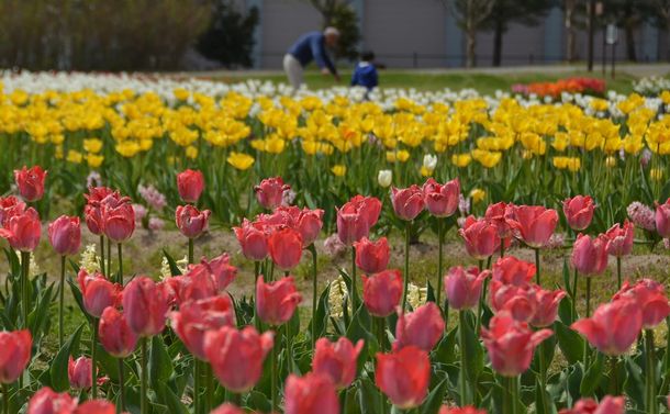 写真・図版 : 美しき咲き誇る約6万本のチューリップ＝2018年4月30日、秋田県潟上市（写真と本文は関係ありません）