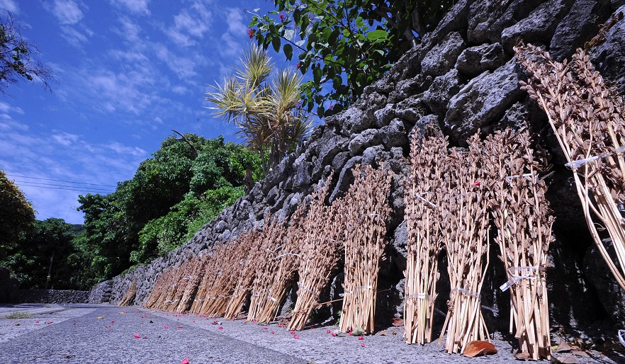 写真・図版 : サンゴの石垣に並べられた白ごまの束＝2016年9月21日、喜界島