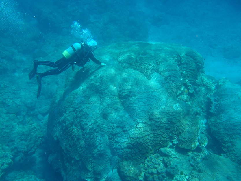 写真・図版 : 鹿児島・喜界島沖で見つかった巨大なハマサンゴ＝2009年6月9日、東大海洋研究所・横山祐典さん提供