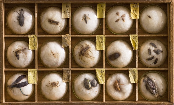 写真・図版 : 小型のガラス容器に入った武蔵石寿の昆虫標本。一つの箱に15個の容器が入る。マイマイカブリ（上段左端）やハグロトンボ（下段左端）などが見える。中央のゲジゲジは、現在の分類学では昆虫に含まない＝矢後勝也さん（東大総合研究博物館）提供