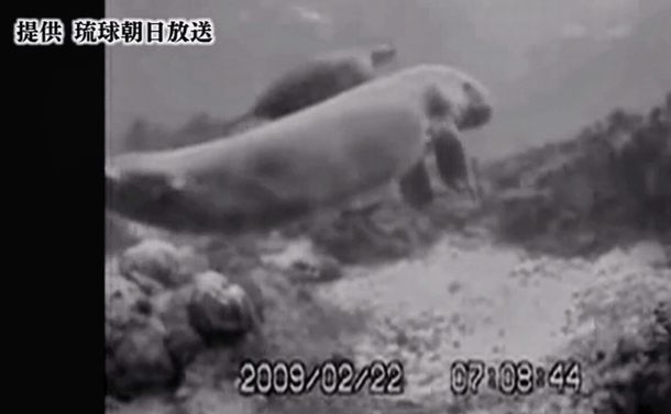 極秘映像！辺野古を泳ぐジュゴン、海ガメを連れて