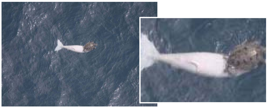 写真・図版 : ウミガメと個体Ａ＝沖縄防衛局　環境影響評価書より
