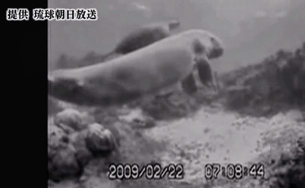 写真・図版 : Part of the footage obtained by Ryukyu Asahi Broadcasting showing a dugong and a sea turtle swimming around the waters of Okinawa’s Henoko, where construction toward reclaiming the land to build a U.S. military base has begun.