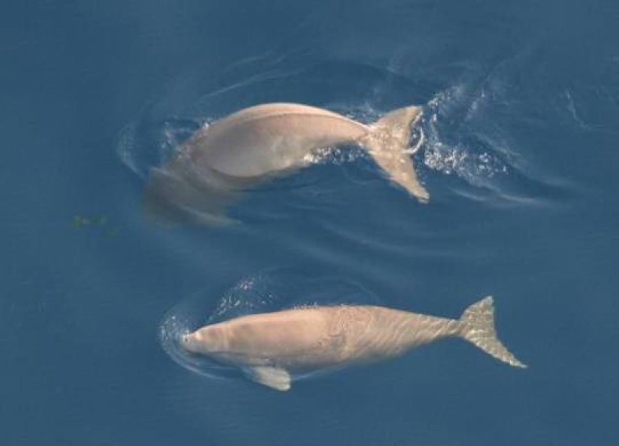 写真・図版 : Two dugongs spotted offshore of Okinawa’s Kourijima (Okinawa Defense Bureau’s Environmental Impact Assessment report)