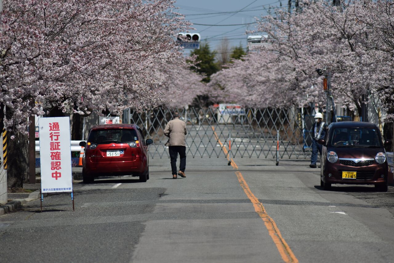福島県富岡町にある夜ノ森の桜。原発事故前は春になると多くの人が訪れた花見の名所だったが……＝2016年4月