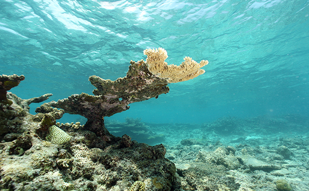 

 
沖縄の未来を奪うサンゴ礁の消失