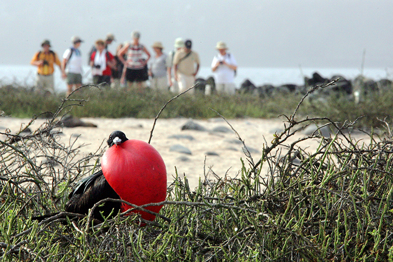 写真・図版 : ガラパゴス諸島のグンカンドリ。観光客は決められた観察路を歩いて動物を見る