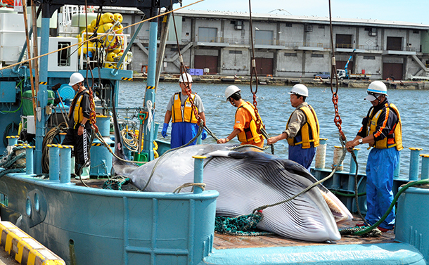 写真・図版 : 調査捕鯨で捕獲されたミンククジラ＝2015年9月、釧路港