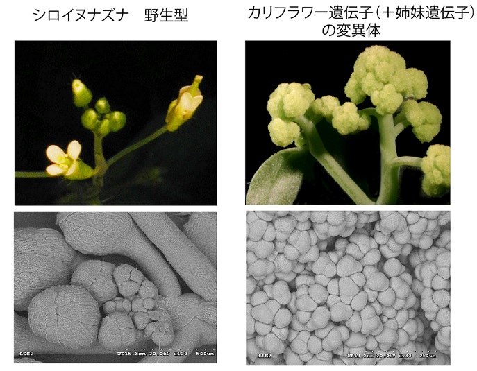 写真・図版 : （左上）シロイヌナズナ野生型の花茎。アブラナ科に特徴的な白い十字型の４枚の花弁が見える。（右上）カリフラワー突然変異体（厳密には、カリフラワー遺伝子とその姉妹であるAP1遺伝子を欠損）の花茎。小さいが確かにカリフラワーを作る。（左下）野生型花茎の電子顕微鏡写真。蕾が見える。（右下）カリフラワー突然変異体の花茎の電子顕微鏡写真。花茎幹細胞がフラクタル状に集塊＝左上写真は筆者撮影、他は米国カールトン大学Susan Singer教授のウェブサイトから引用