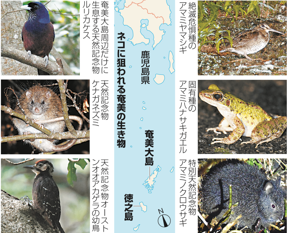 写真・図版 : 奄美大島の位置と、そこに住む希少な動物たち。これらをノネコが食べている。