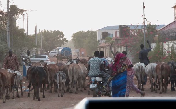 写真・図版 : ジュバ市内を走っていると、牛の大群に遭遇し、往生することもしばしば。必ず牛使いがいて、進行をリードする。