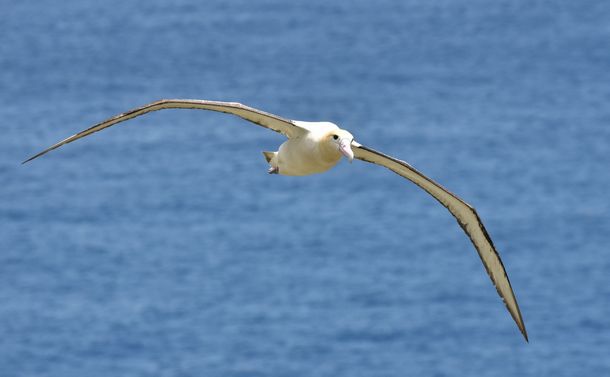 写真・図版 : 海上を優雅に飛ぶアホウドリ